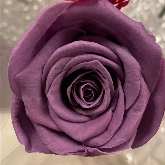 Meet your Posher, Lila - Picture 1 of 2